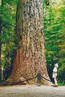     Cathedral Grove