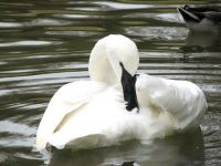 - (Trumpeter Swan)