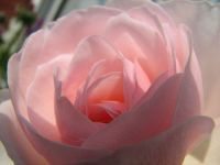 Бледно-розовая роза Дэвида Остена (Soft-Pink)